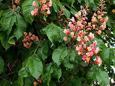 Aesculus carnea